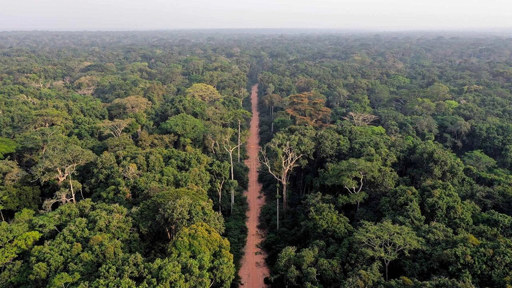 foresta-a-nord-del-Congo